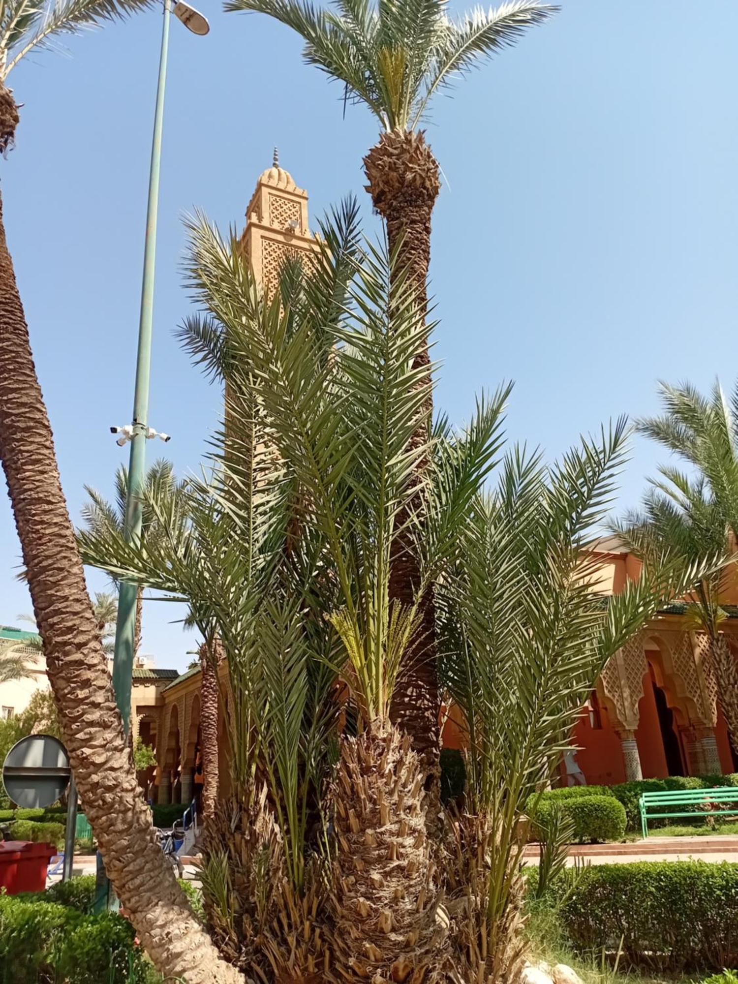Riad Le Shams Marrakesh Ngoại thất bức ảnh